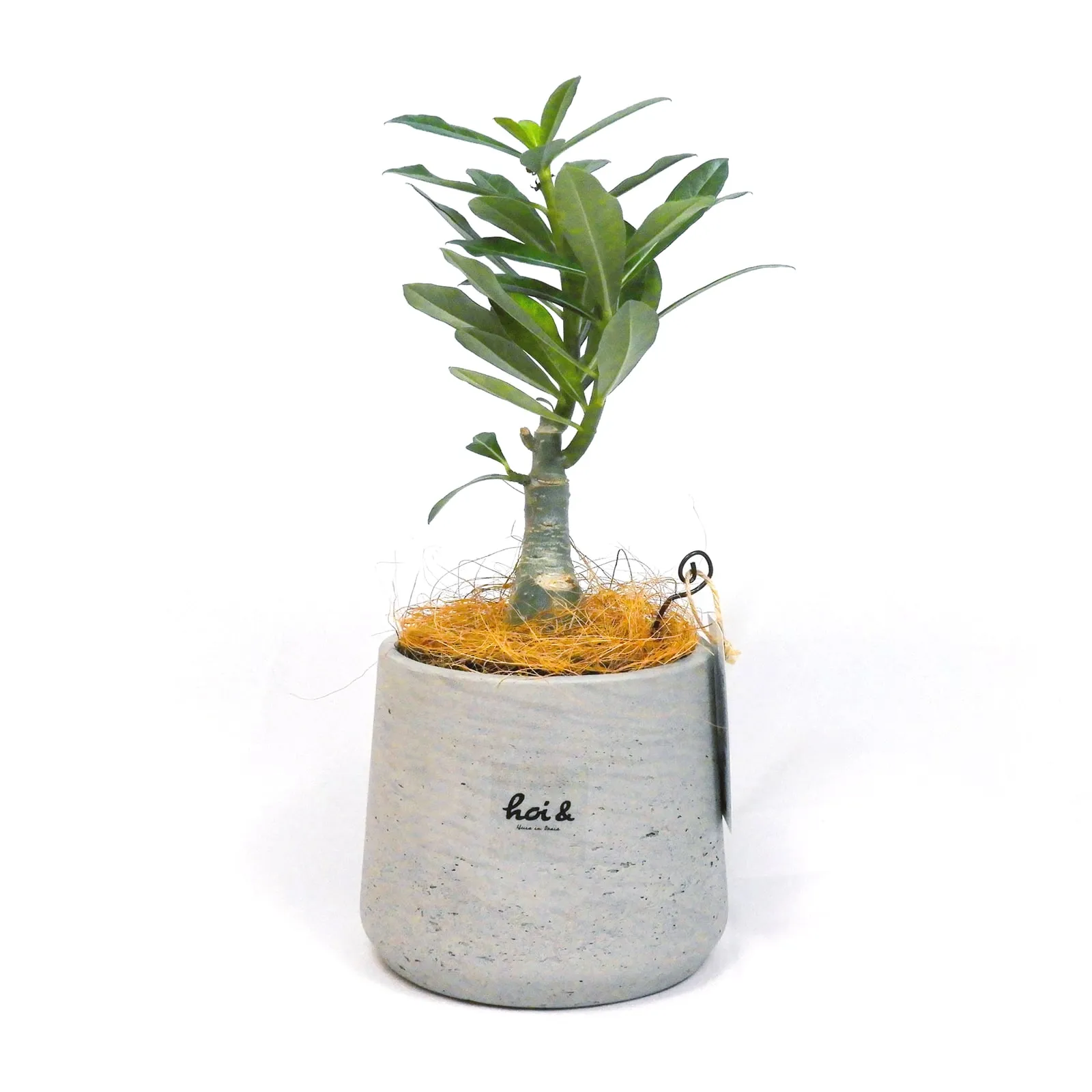 アデニウム（砂漠のバラ）（ADENIUM）
