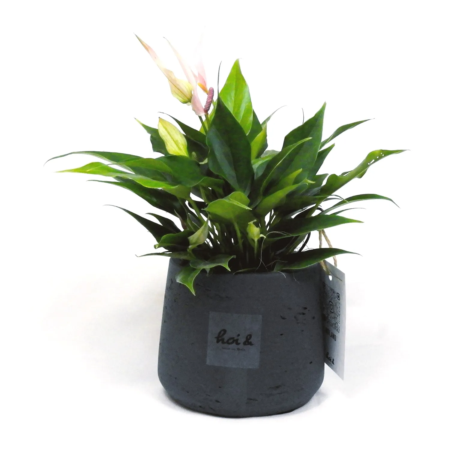 アンスリウム “リリー”（ANTHURIUM “LILY”）