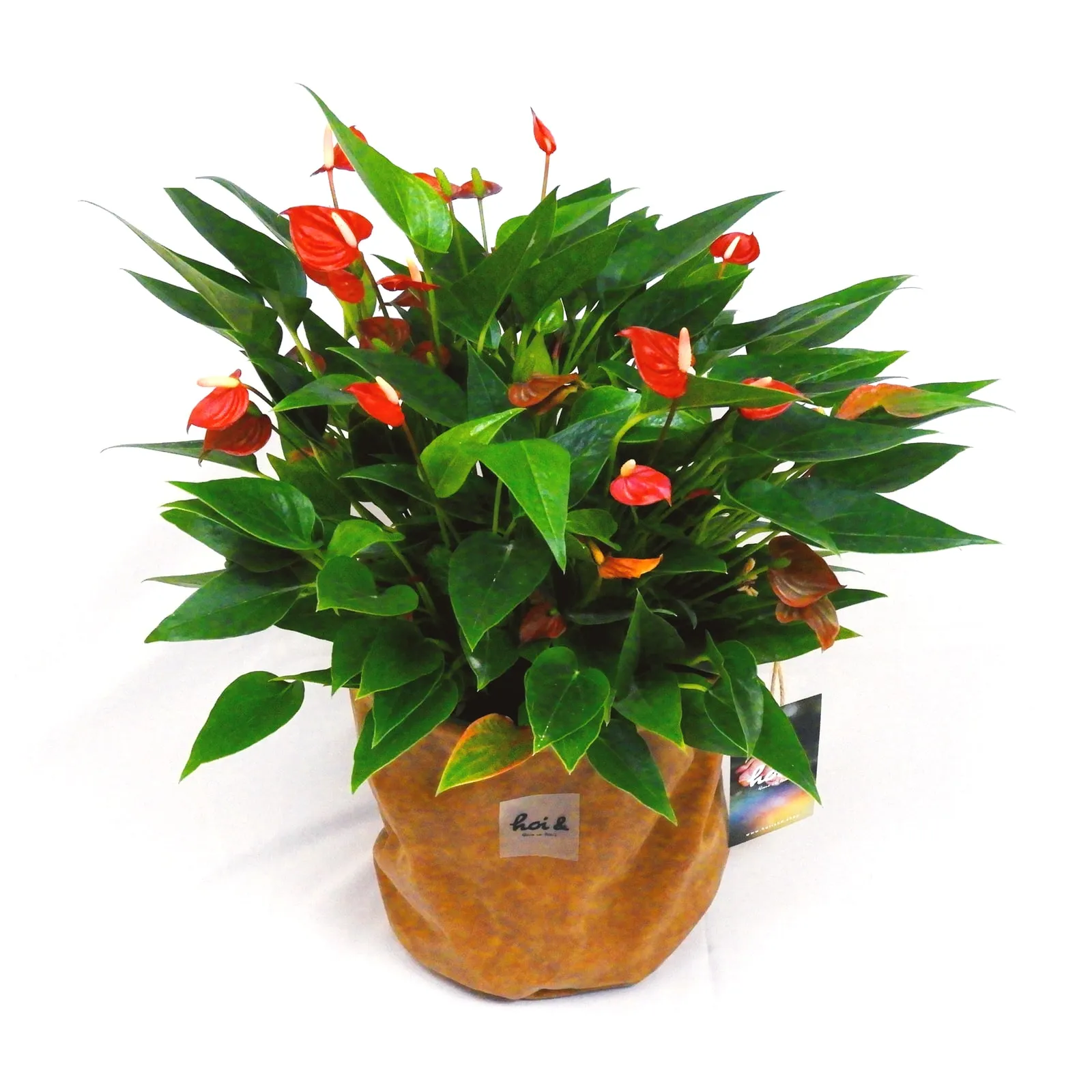 アンスリウム “ミリオンフラワーレッド”（ANTHURIUM “MILLION FLOWER RED”）