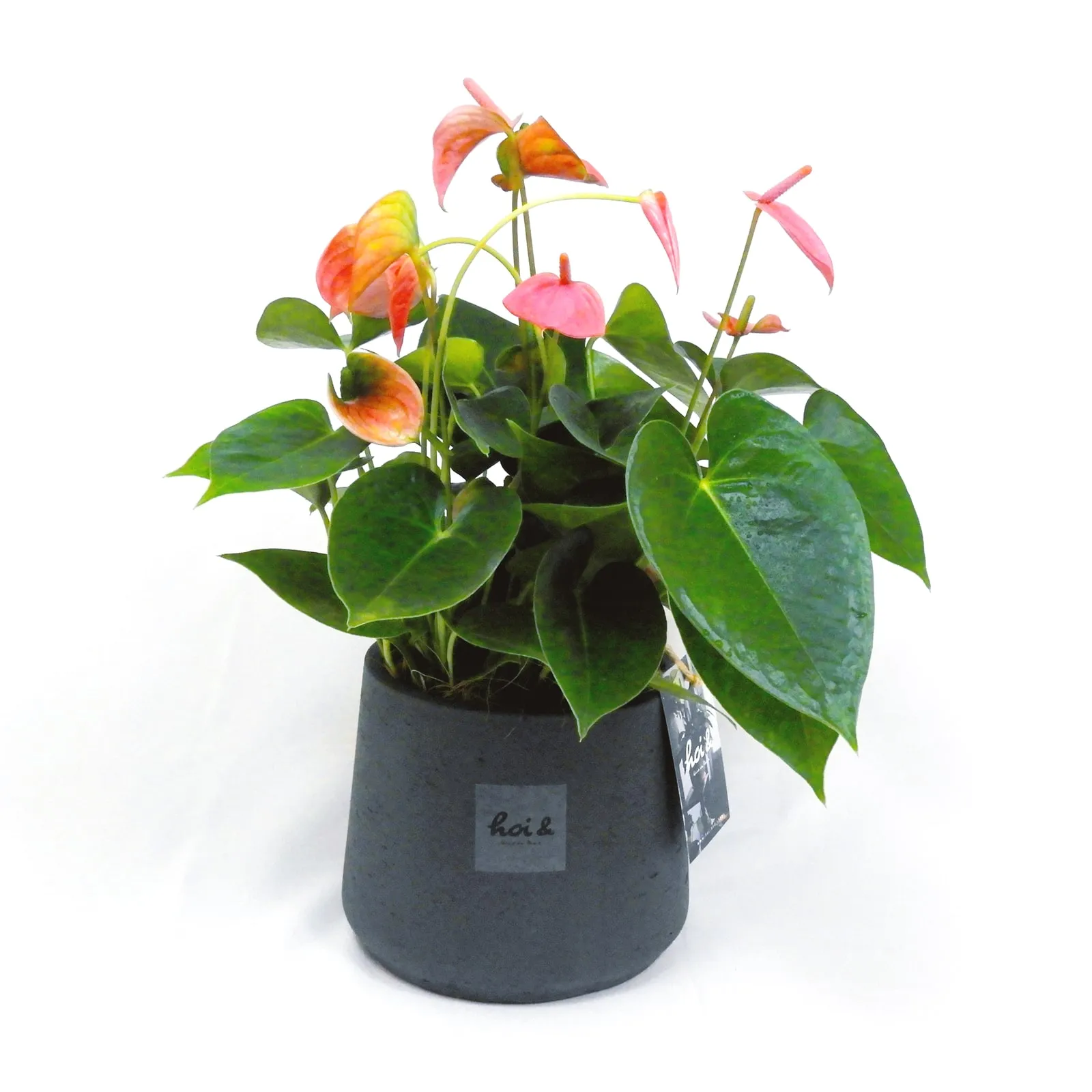 アンスリウム “ロイヤルピンク”（ANTHURIUM “ROYAL PINK”）