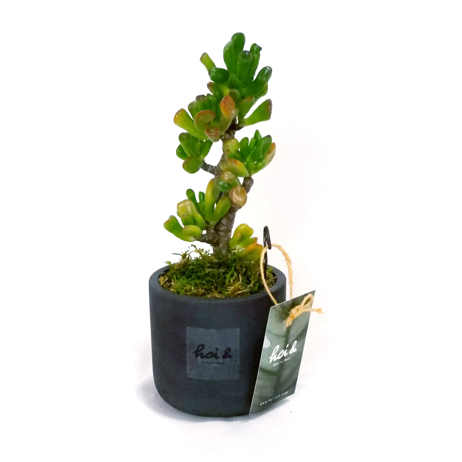 多肉植物・宇宙の木（CRASSULA OVATA ‘GOLLUM’）