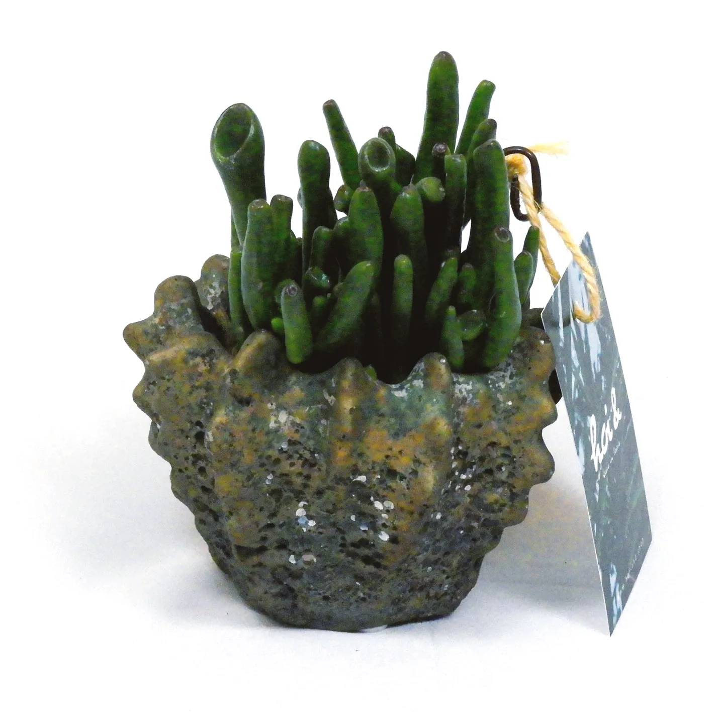 多肉植物・宇宙の木（CRASSULA OVATA ‘GOLLUM’）