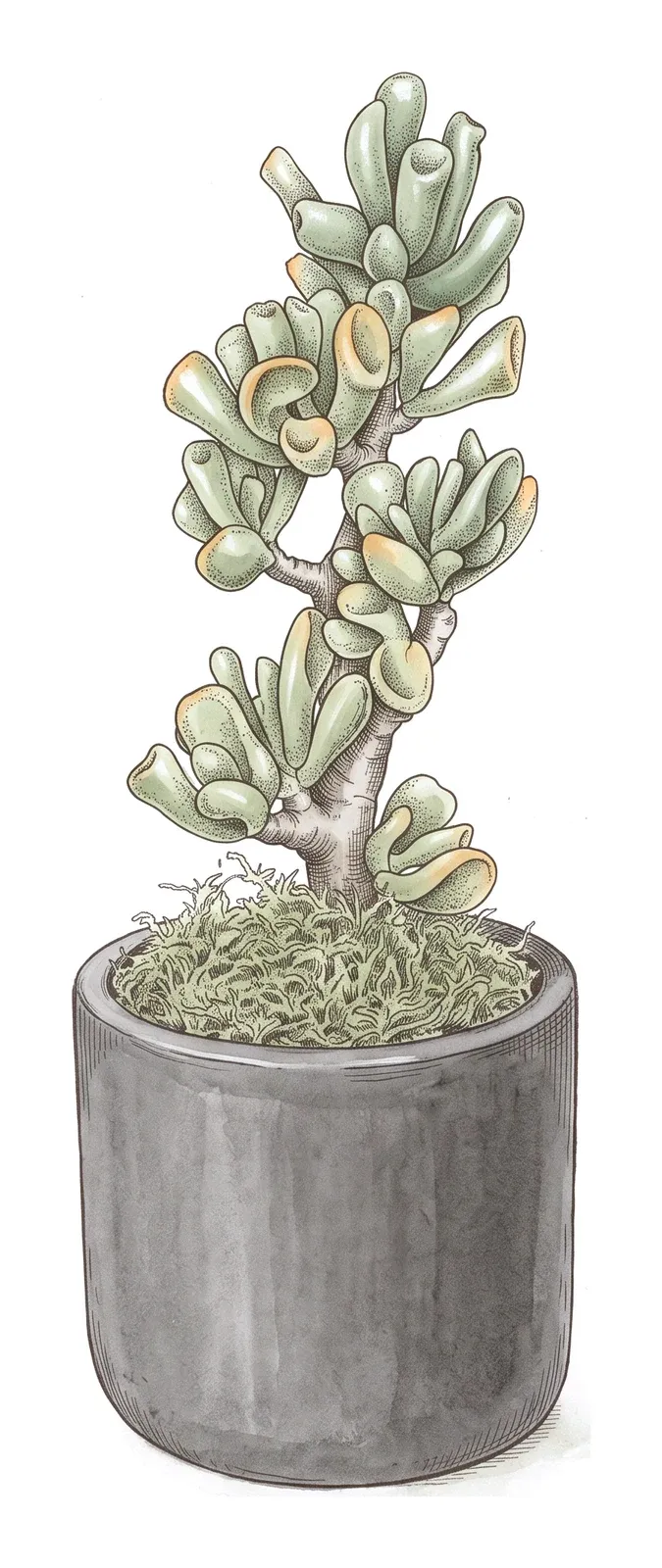 多肉植物・宇宙の木のイラスト