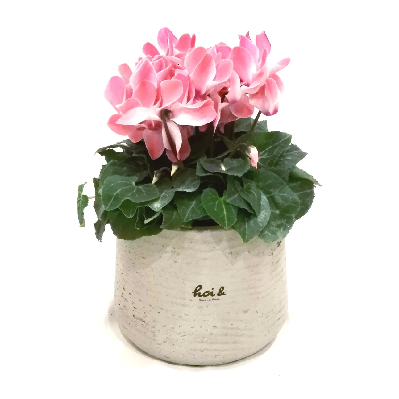 シクラメン（CYCLAMEN PERSICUM）