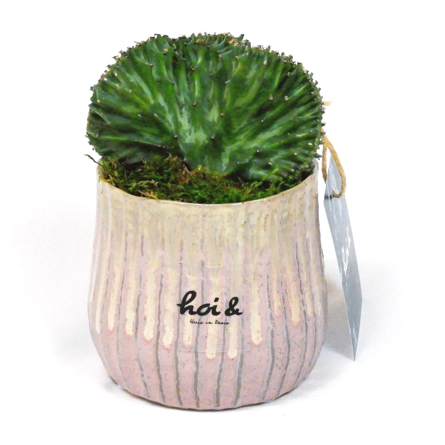 ユーフォルビア・ラクテア（EUPHORBIA LACTEA）