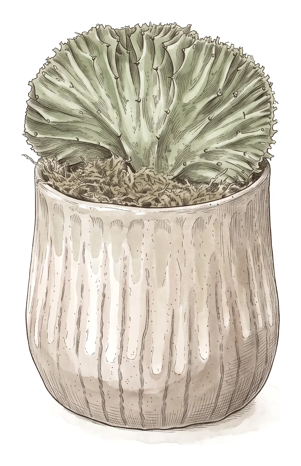ユーフォルビア・ラクテア(EUPHORBIA LACTEA)のイラスト