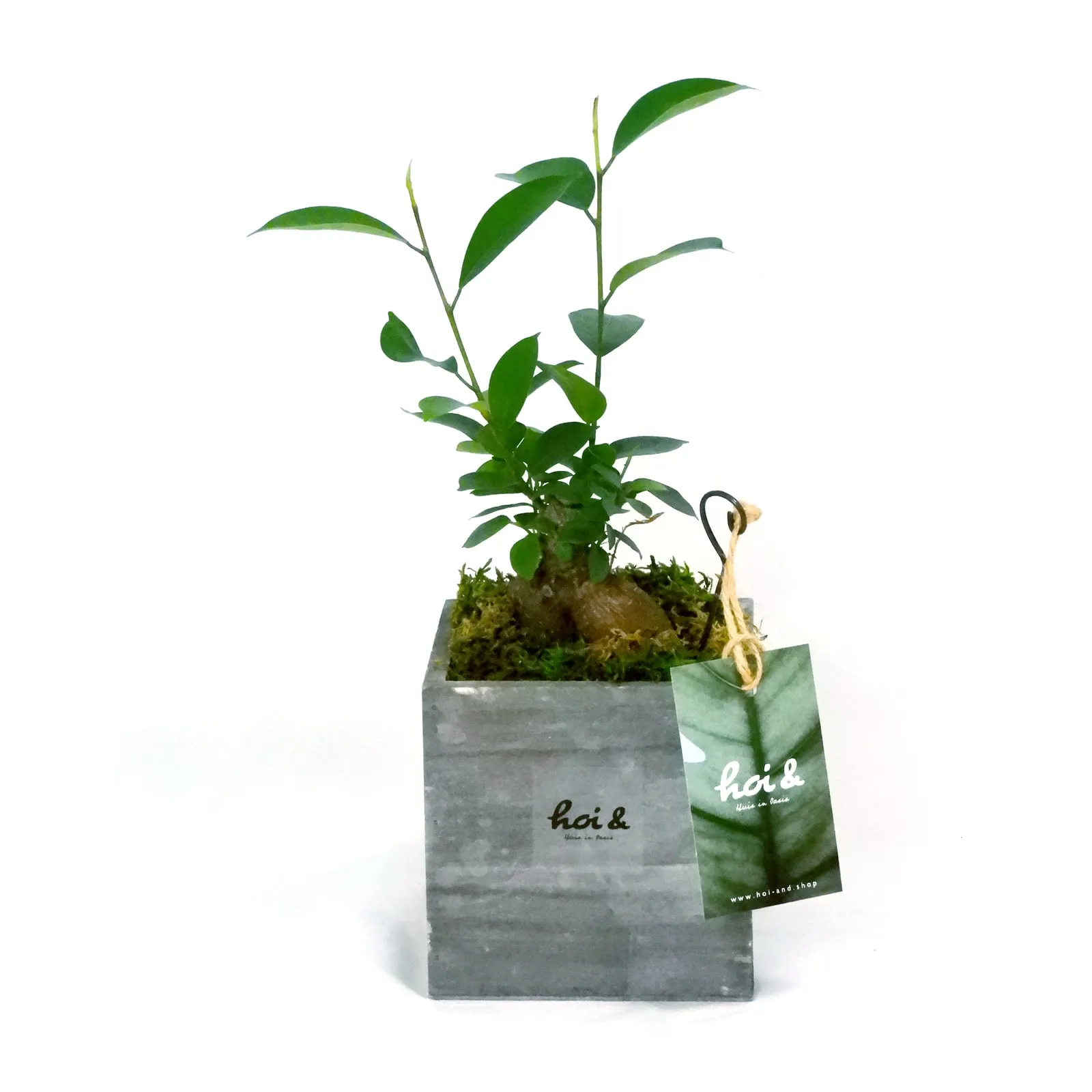 ガジュマル（FICUS RETUSA）