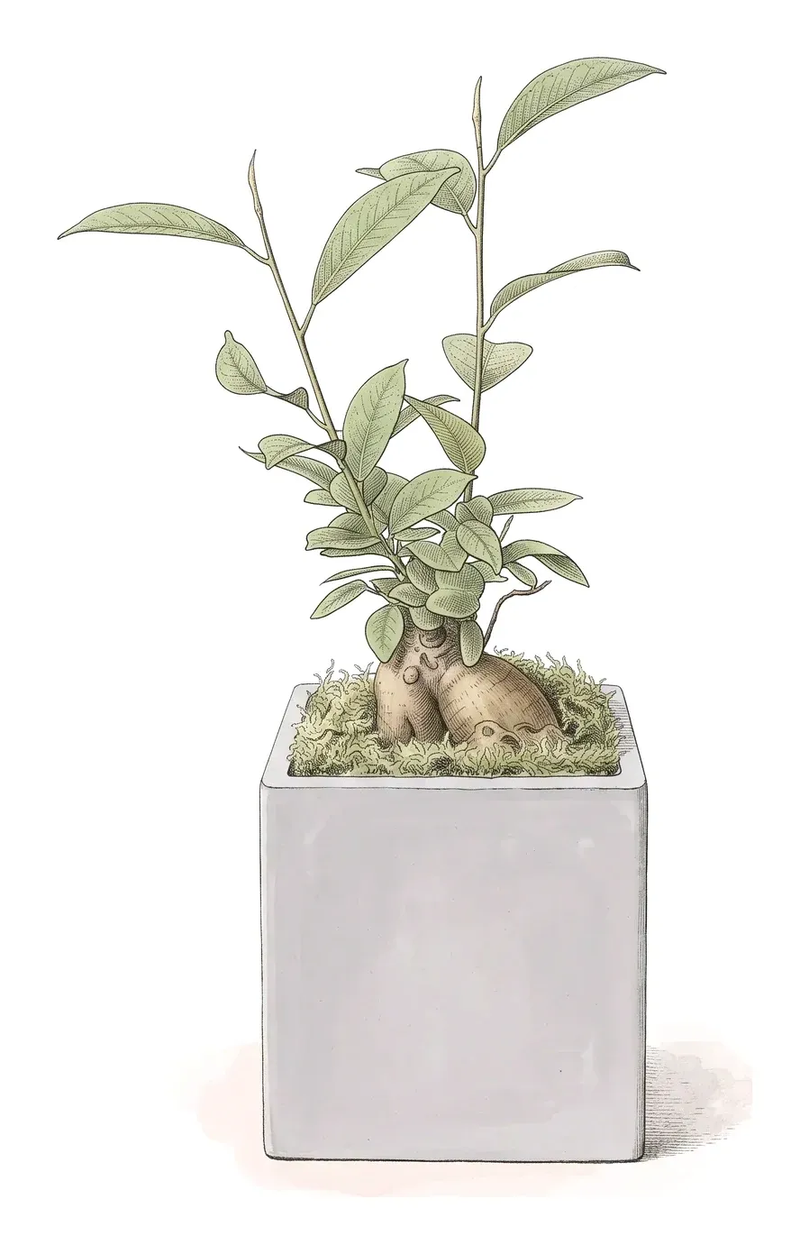 ガジュマル(FICUS RETUSA)のイラスト