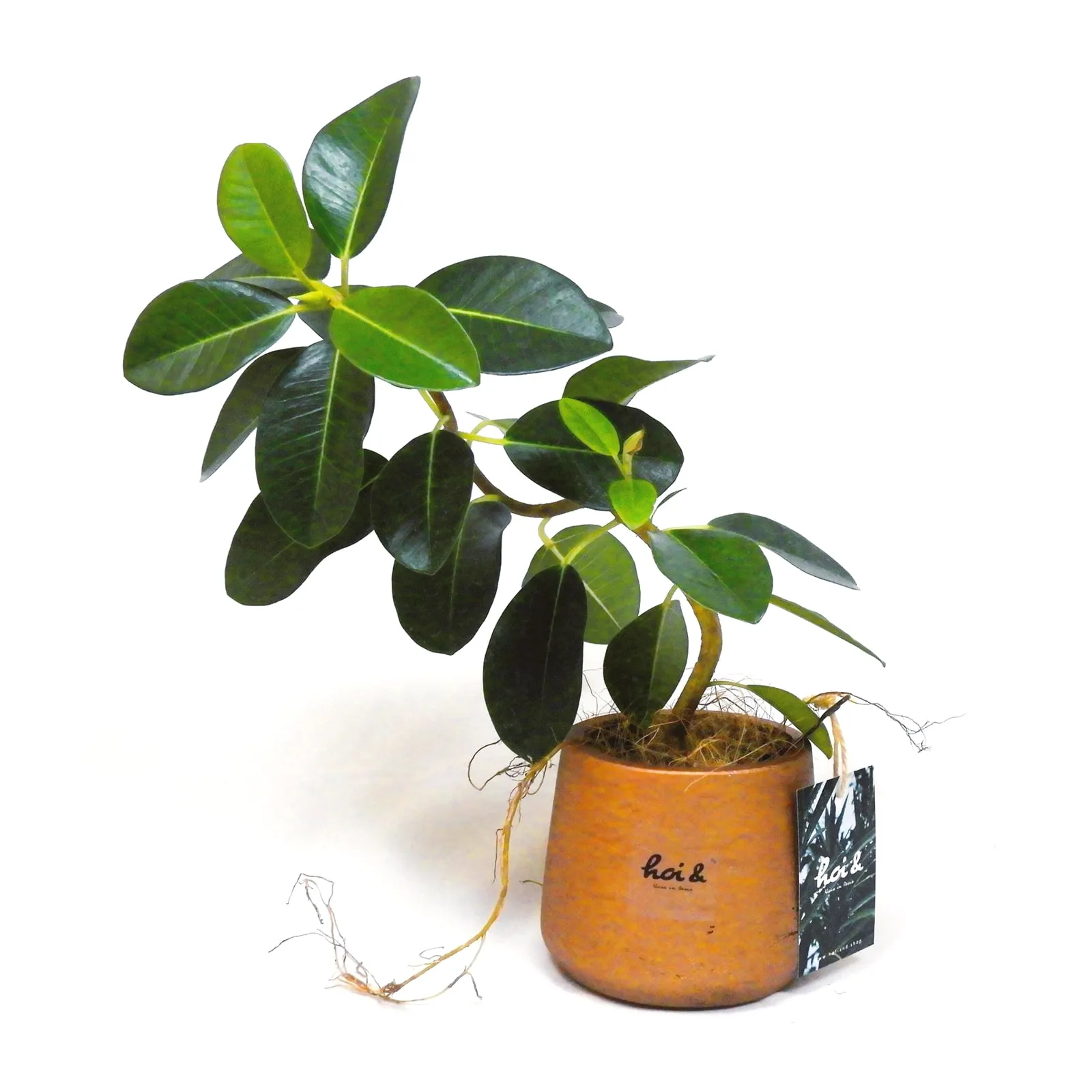 フランスゴムの木（FICUS RUBIGINOSA）