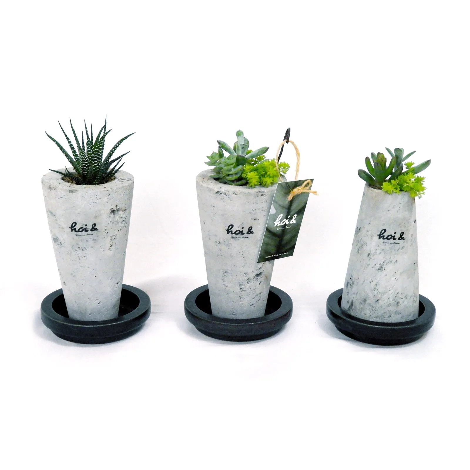 多肉植物・12の巻（HAWORTHIA FASCIATA）