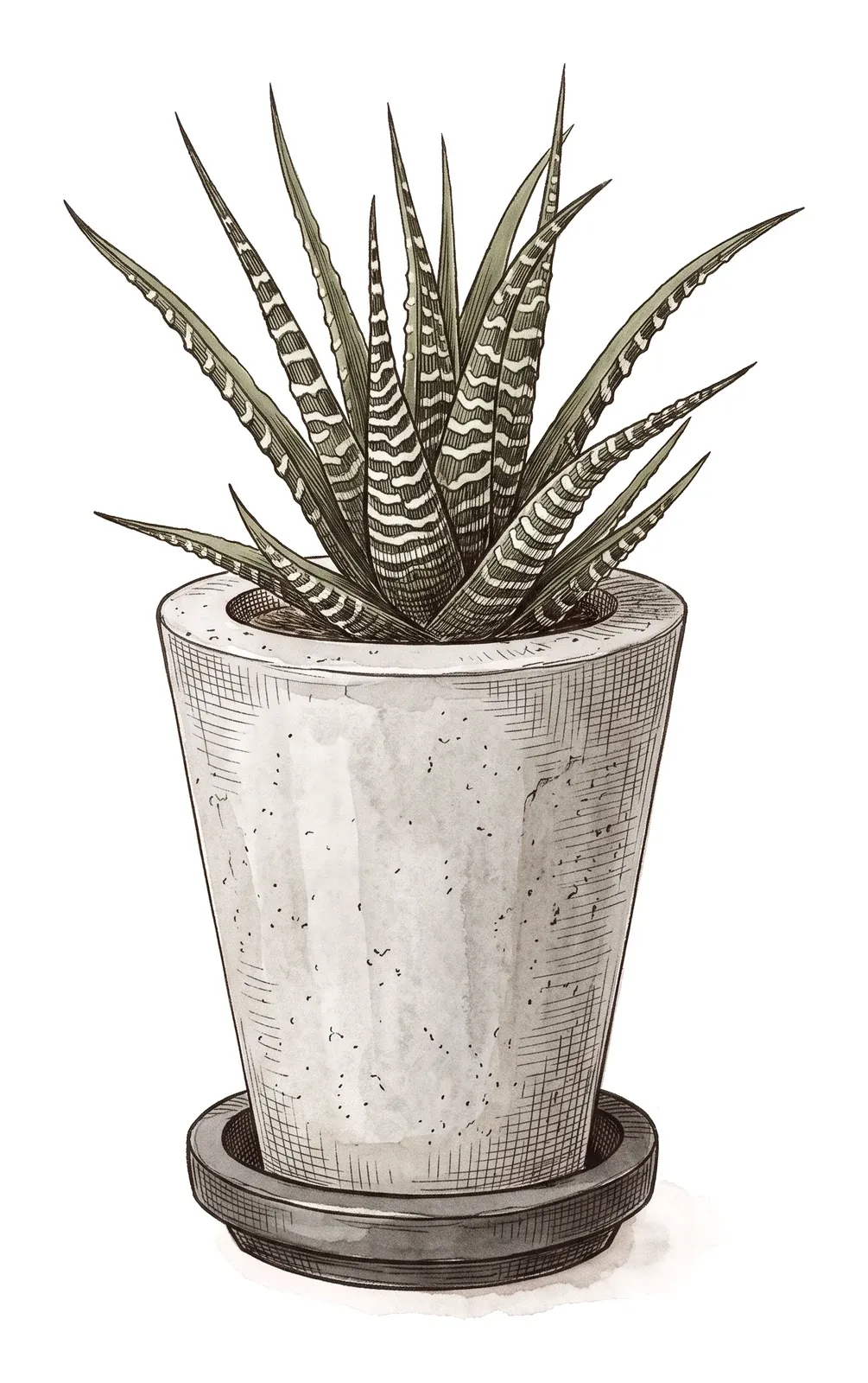 多肉植物・12の巻のイラスト