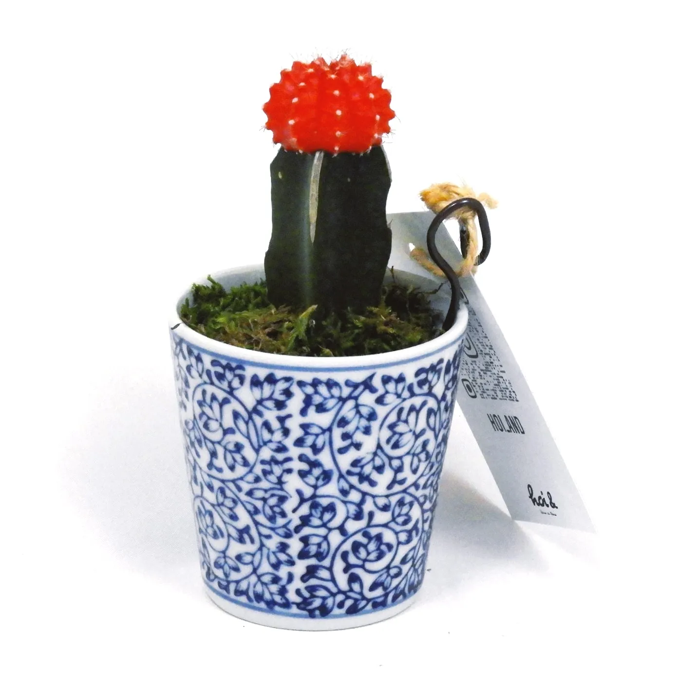 ヒボタン（緋牡丹）（GYMNOCALYCIUM MIHANOVICHII VAR. FRIEDRICHII CV. HIBOTAN）
