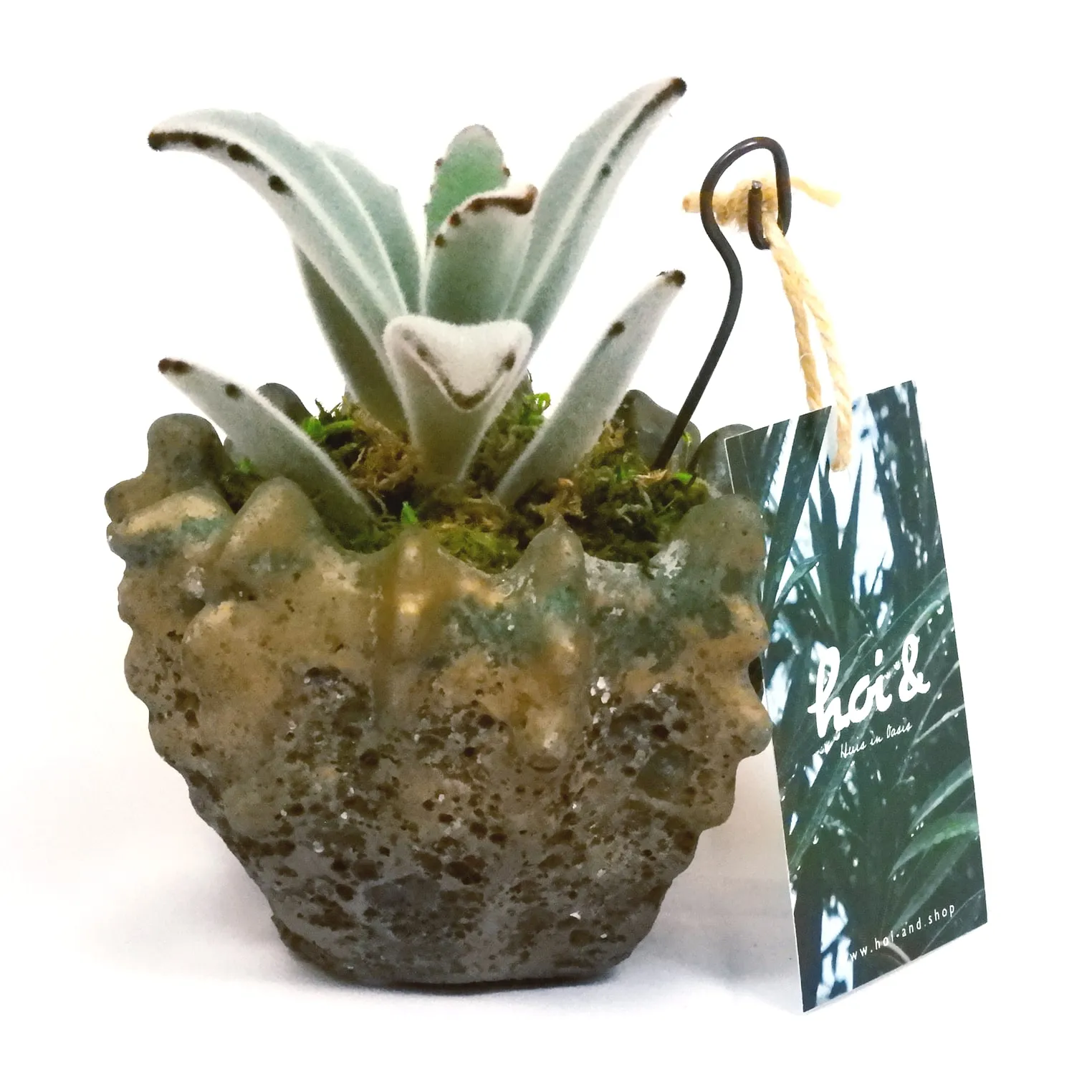 カランコエ ツキトジ（KALANCHOE TOMENTOSA）