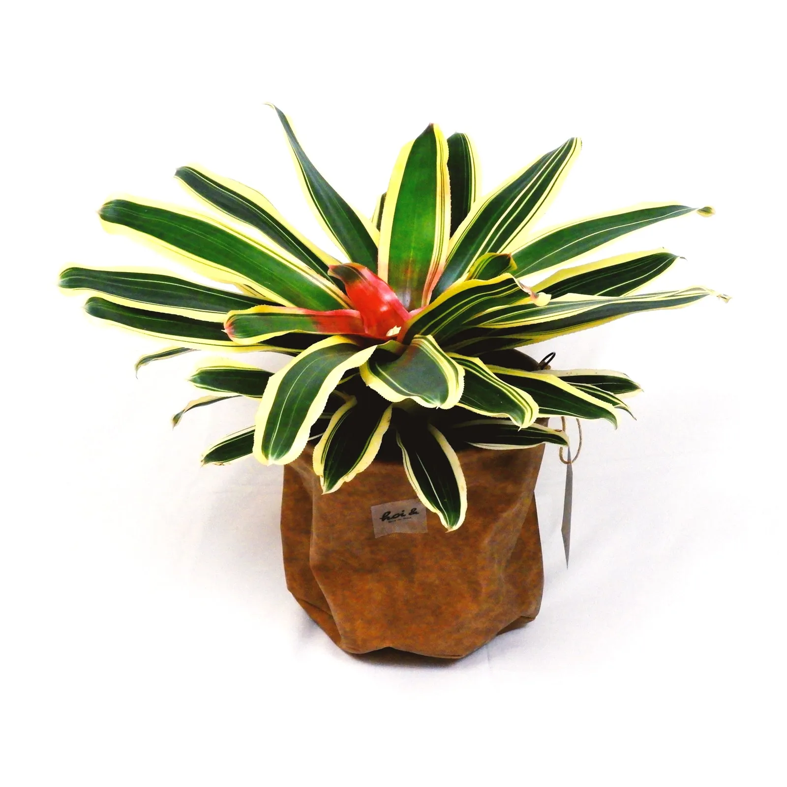 ネオレゲリア（NEOREGELIA）