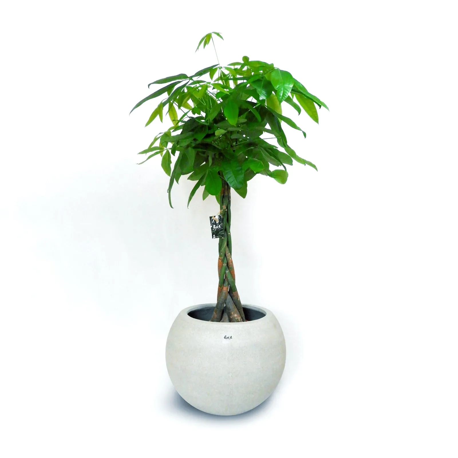 パキラ（PACHIRA GLABRA）