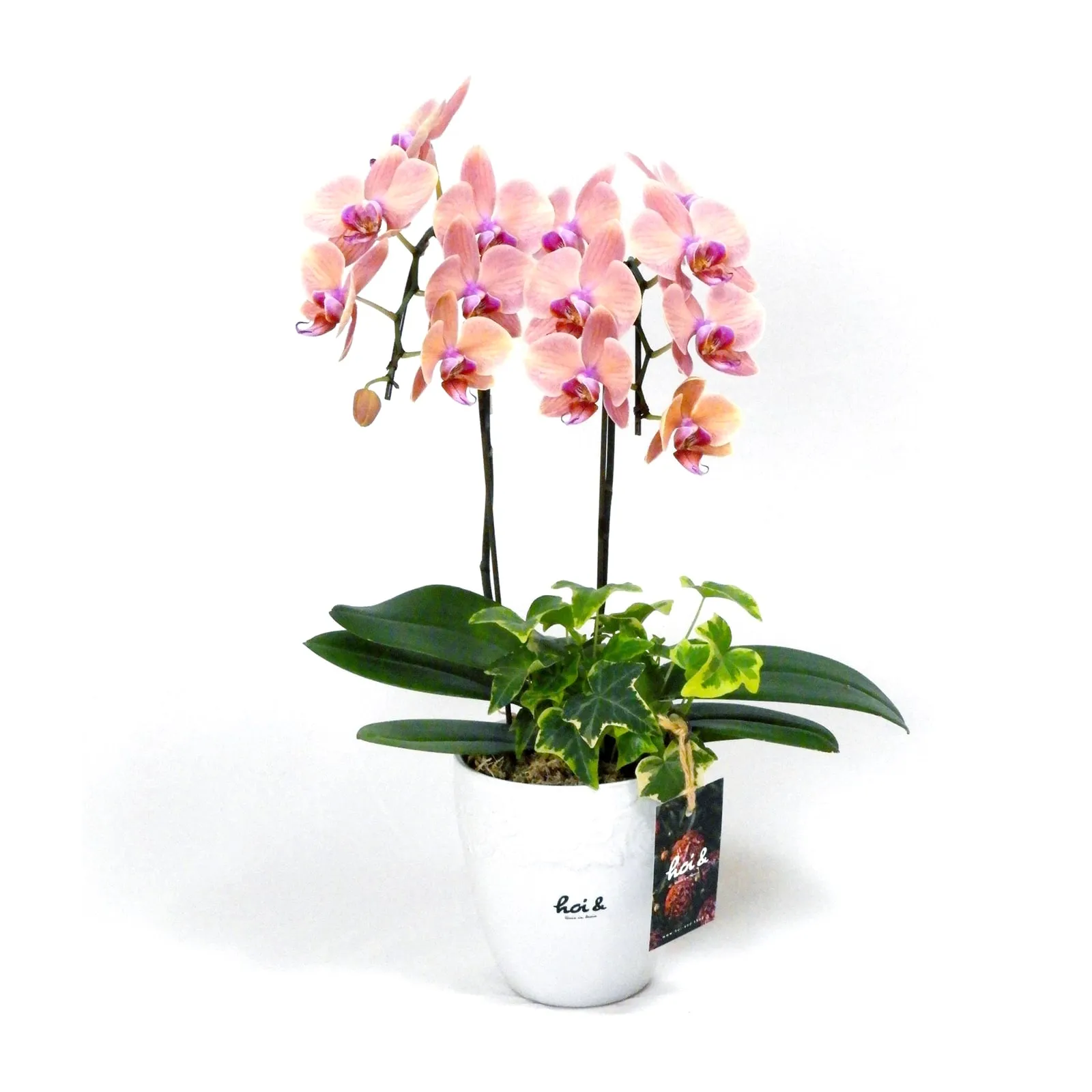 胡蝶蘭（PHALAENOPSIS）