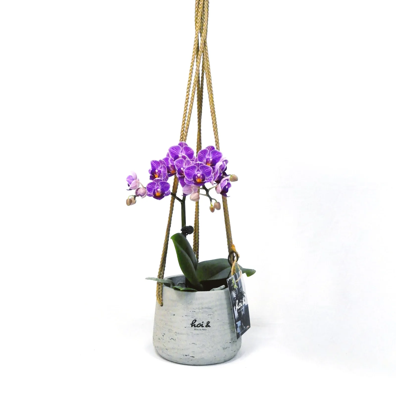 ミニ胡蝶蘭（PHALAENOPSIS）