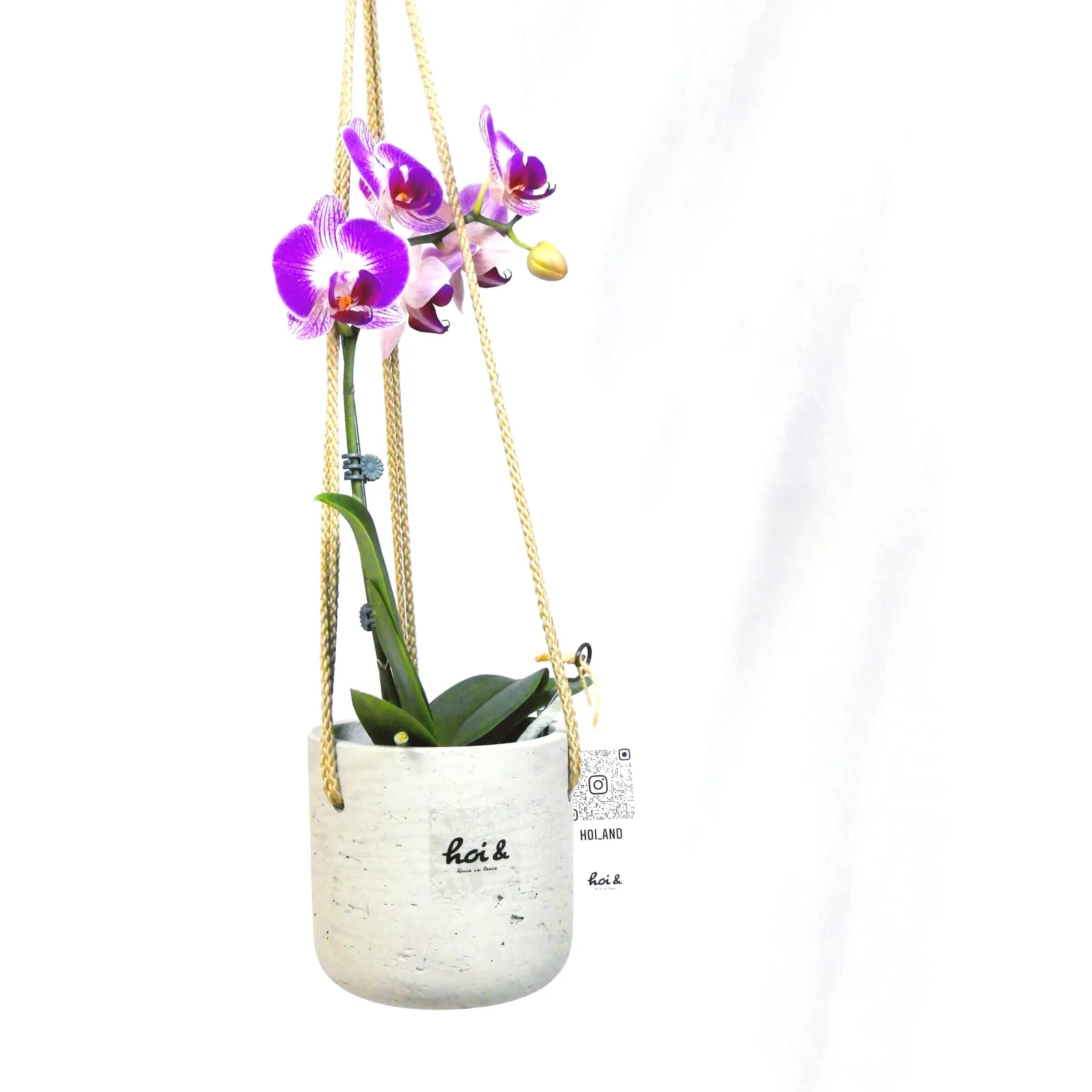 ミニ胡蝶蘭（PHALAENOPSIS）