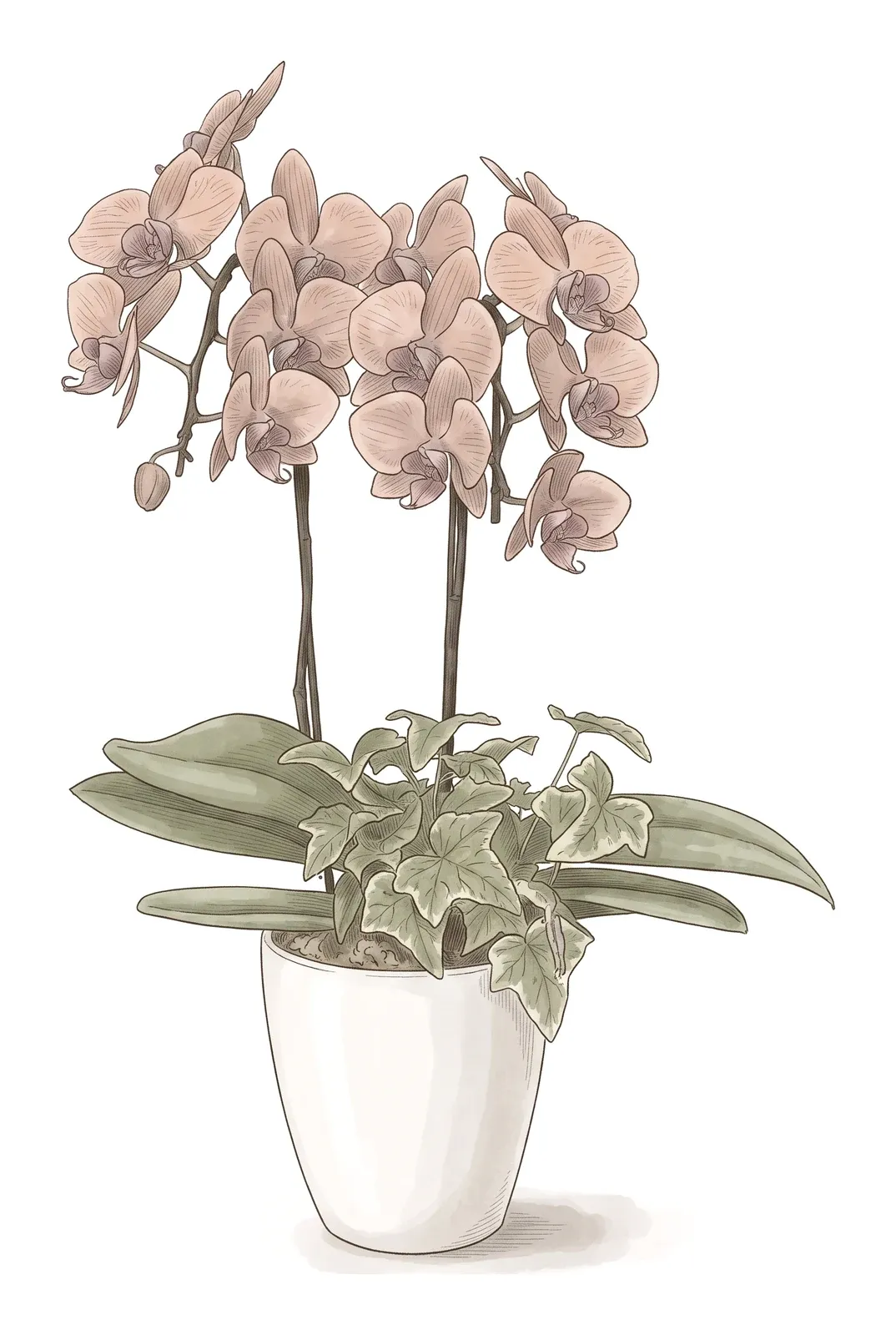 胡蝶蘭のイラスト
