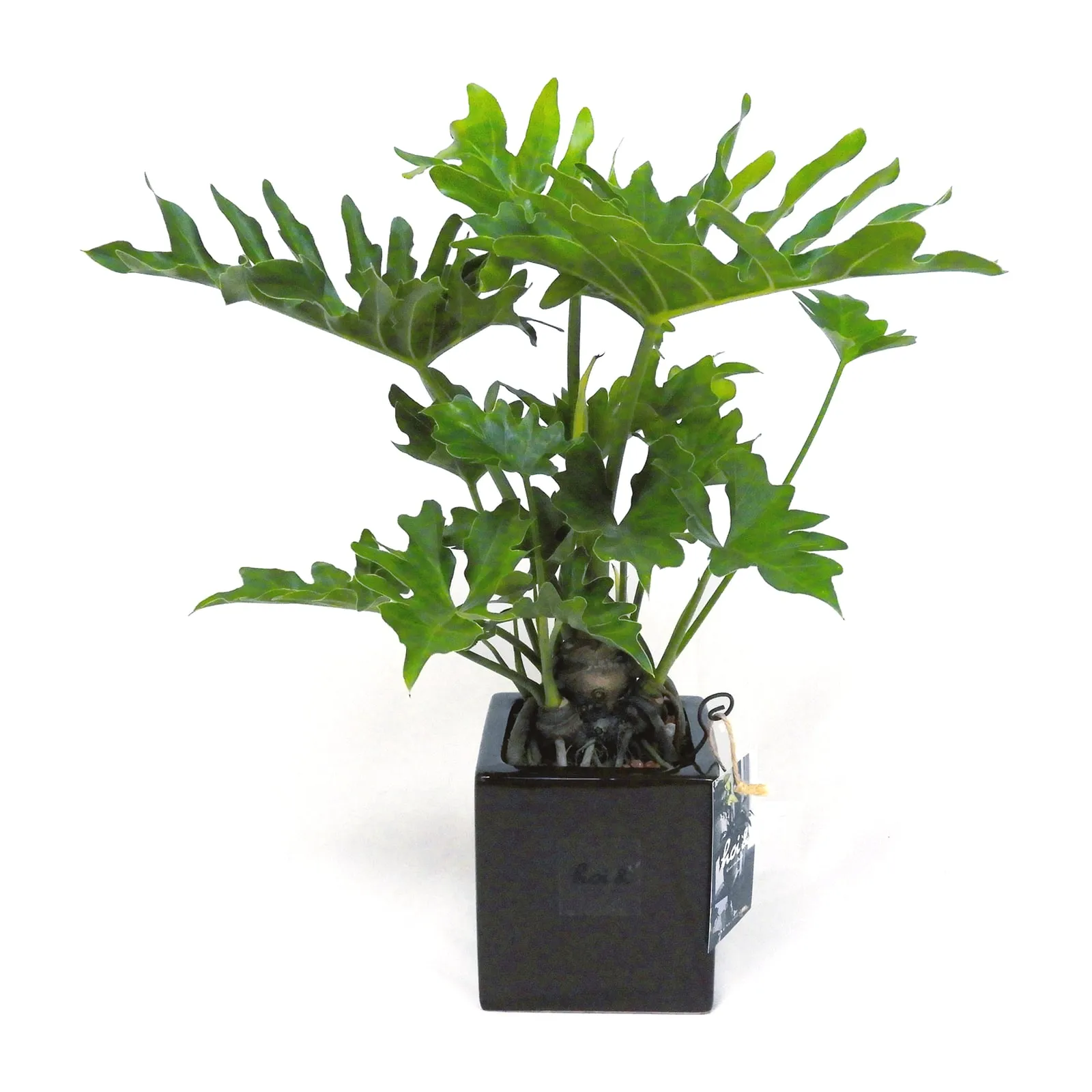 フィロデンドロン・セローム（PHILODENDRON SELLOUM）