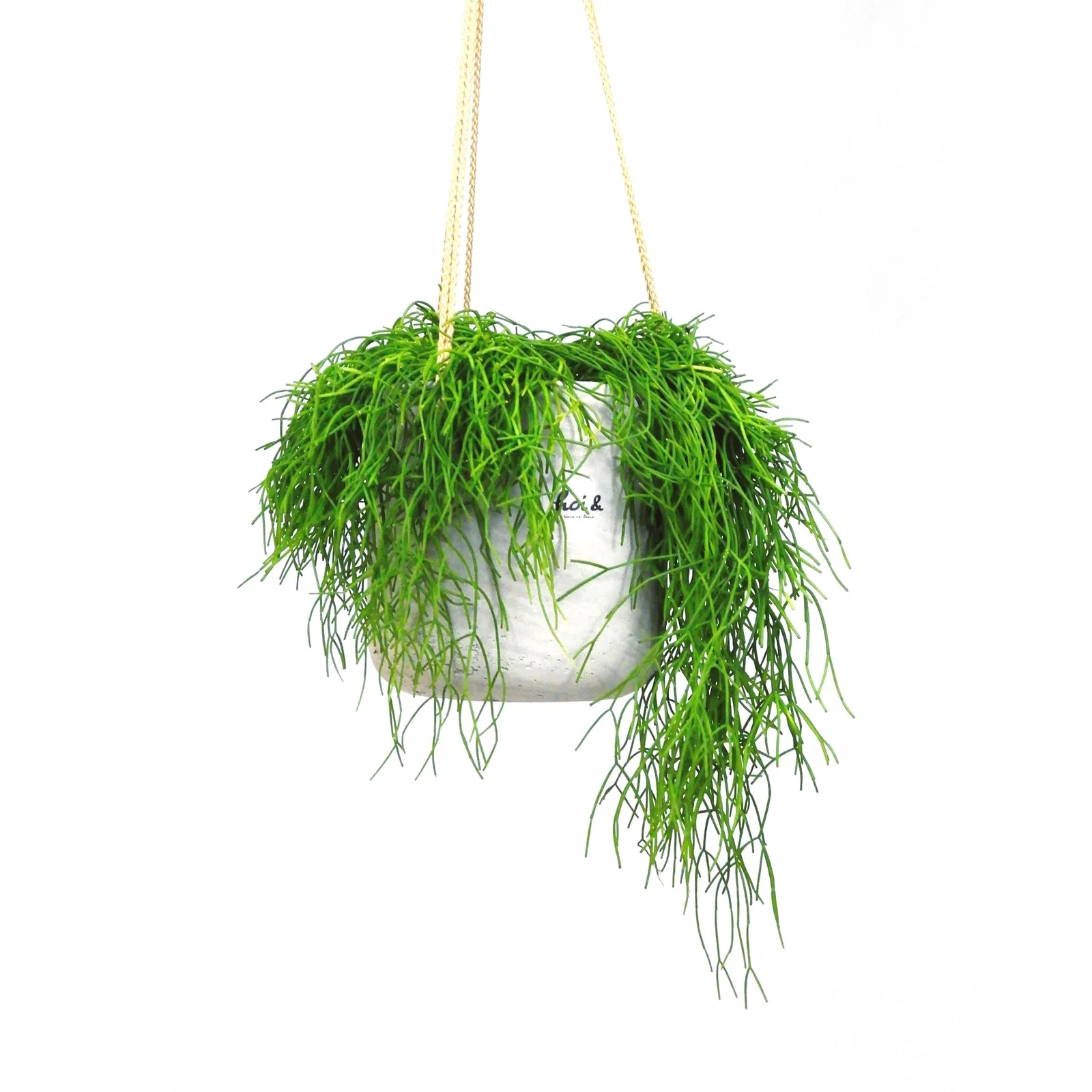 リプサリス（RHIPSALIS）
