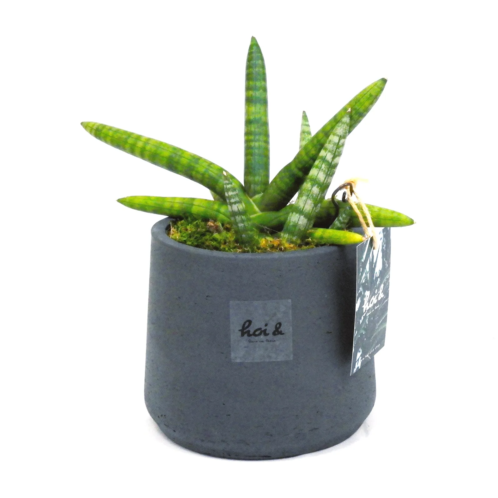 サンスベリア・ボンセレンシス（SANSEVIERIA BONCELLENSIS）
