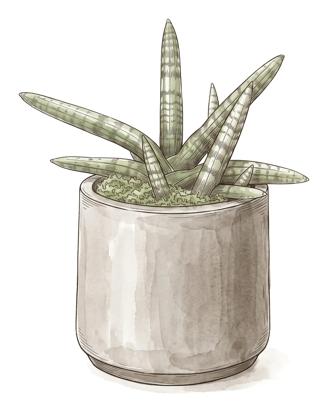サンスベリア・ボンセレンシス(SANSEVIERIA BONCELLENSIS)のイラスト