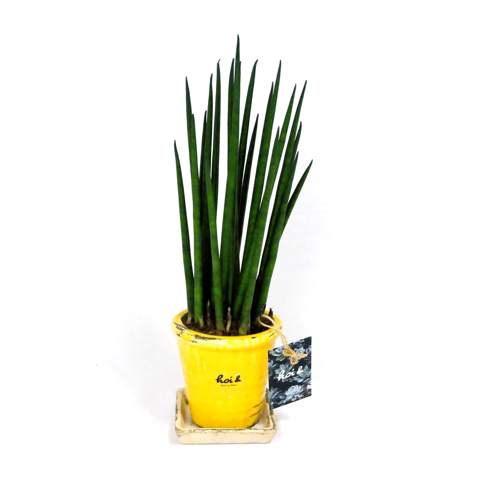 サンスベリア・多肉植物（SANSEVIERIA BACULARIS ‘MIKADO’）