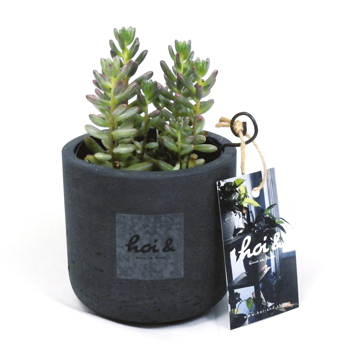 セダム・オーロラ（SEDUM AURORA）