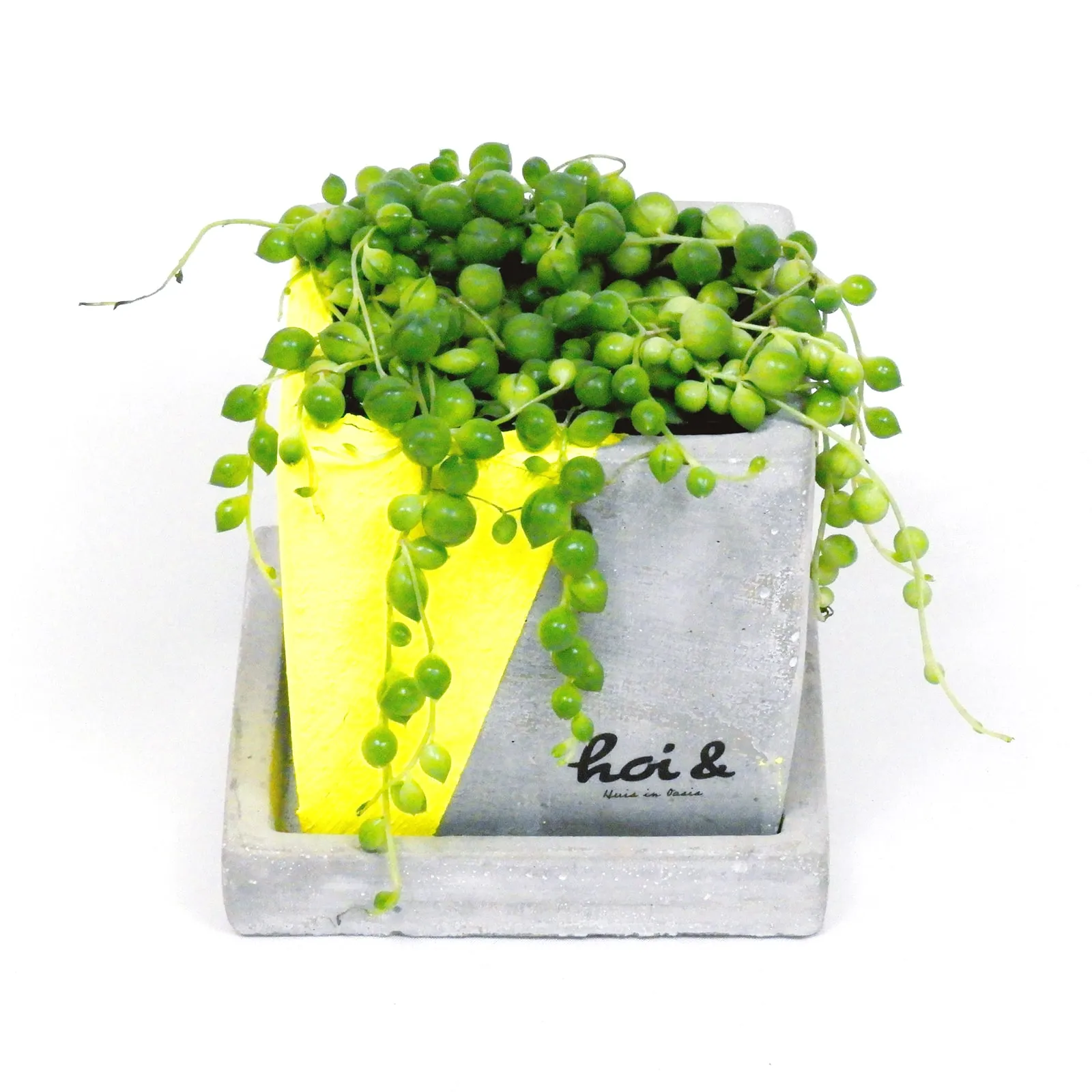 グリーンネックレス（SENECIO ROWLEYANUS）