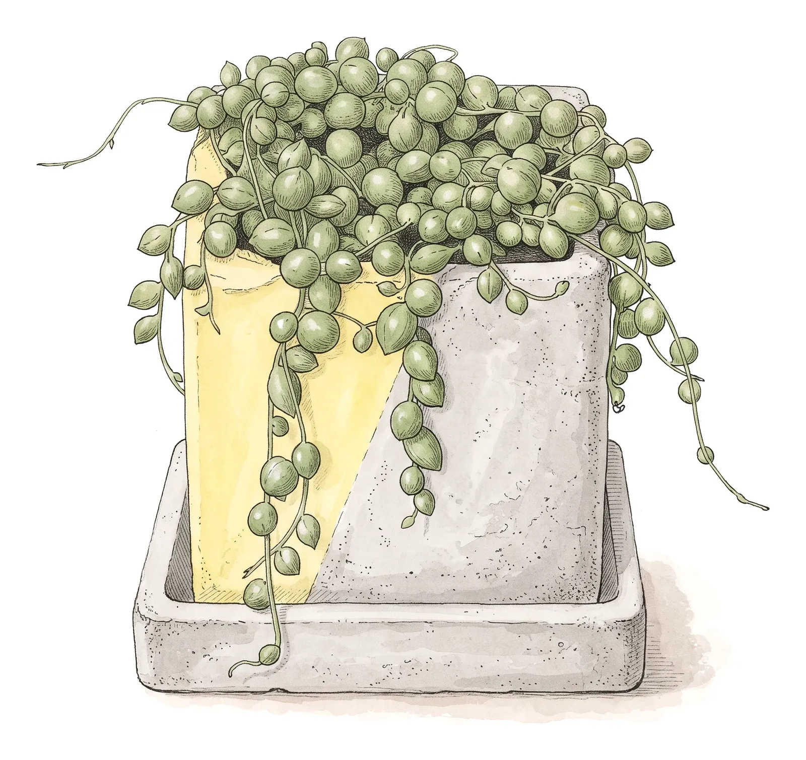グリーンネックレス（SENECIO ROWLEYANUS）のイラスト