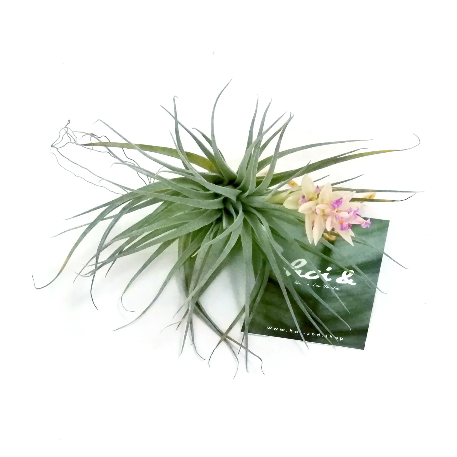 ティランジア（コットンキャンディ）（TILLANDSIA ‘COTTON CANDY’）