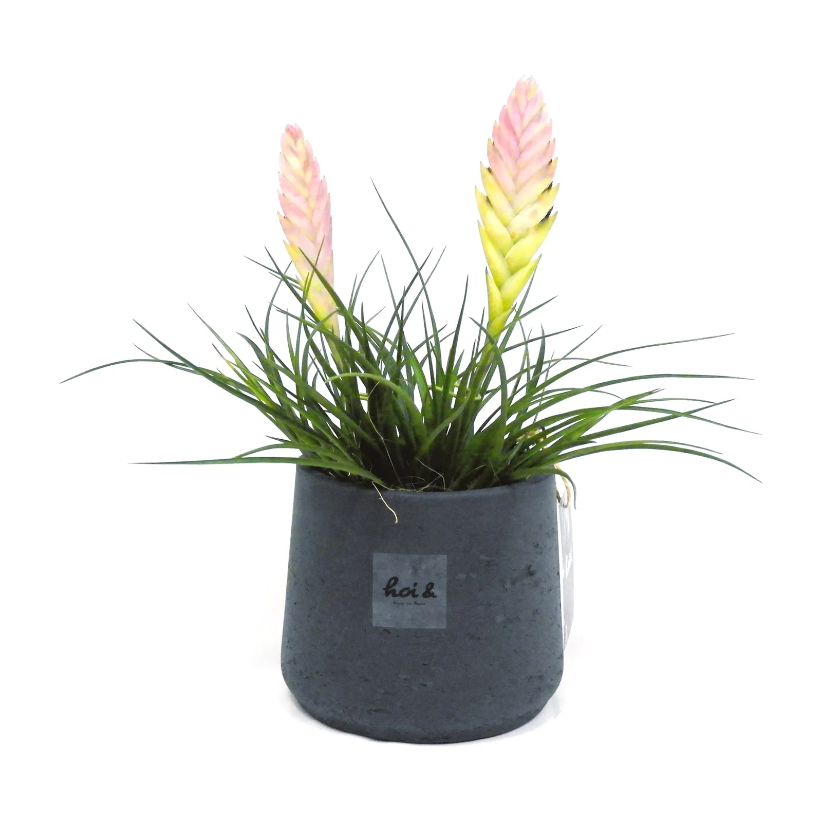 チランジア・ハナアナナス・キアネア（TILLANDSIA CYANEA）