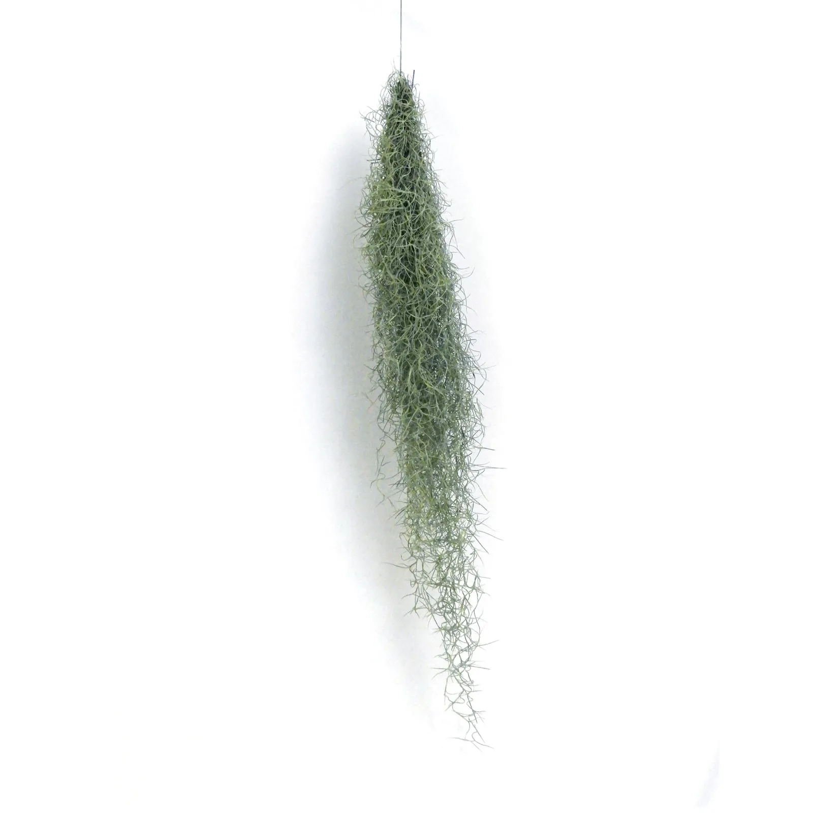 チランジアロング（TILLANDSIA USNEOIDES）