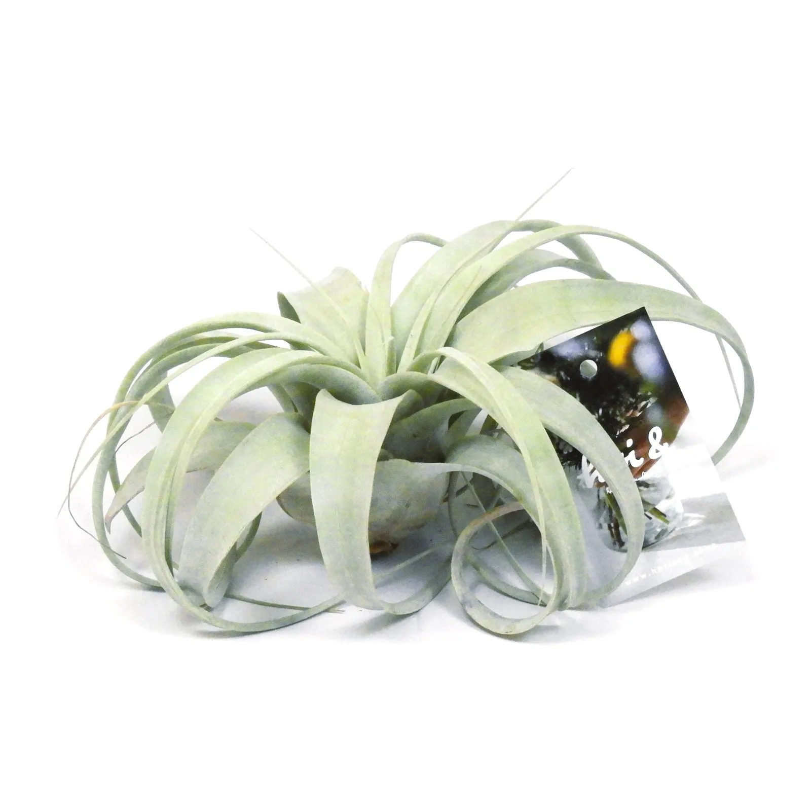 ティランジア・キセログラフィカ（TILLANDSIA XEROGRAPHICA）